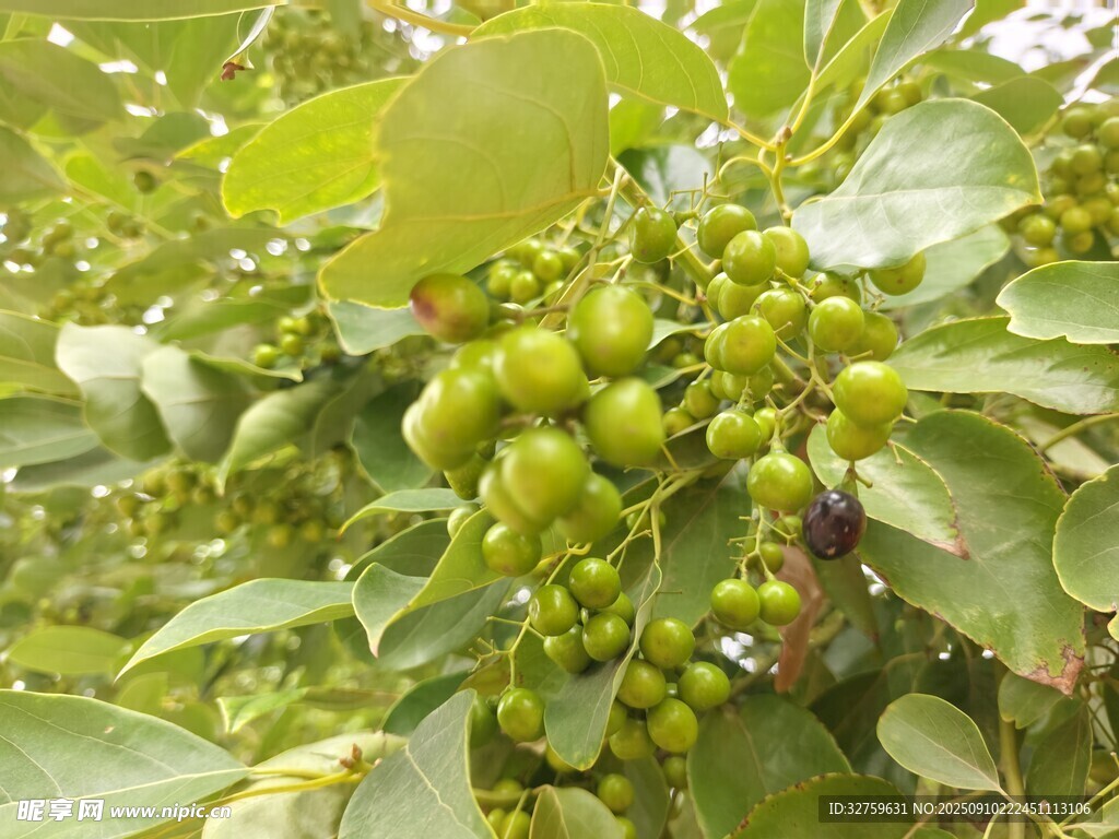 青果满枝的繁茂植物