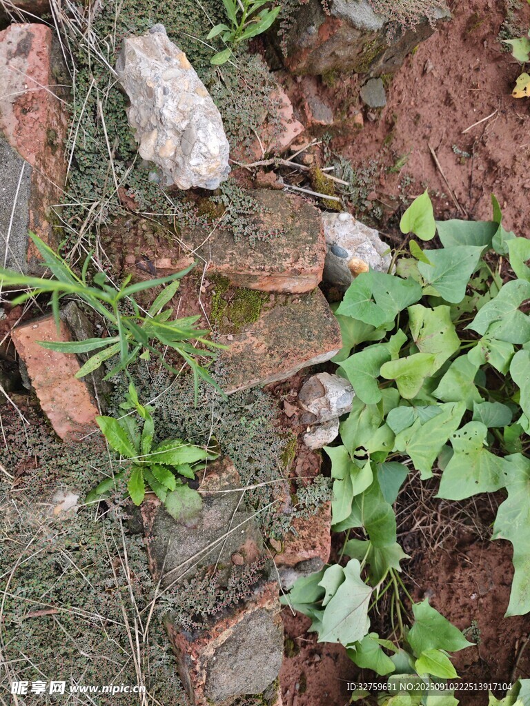 墙角绿植与砖石景象