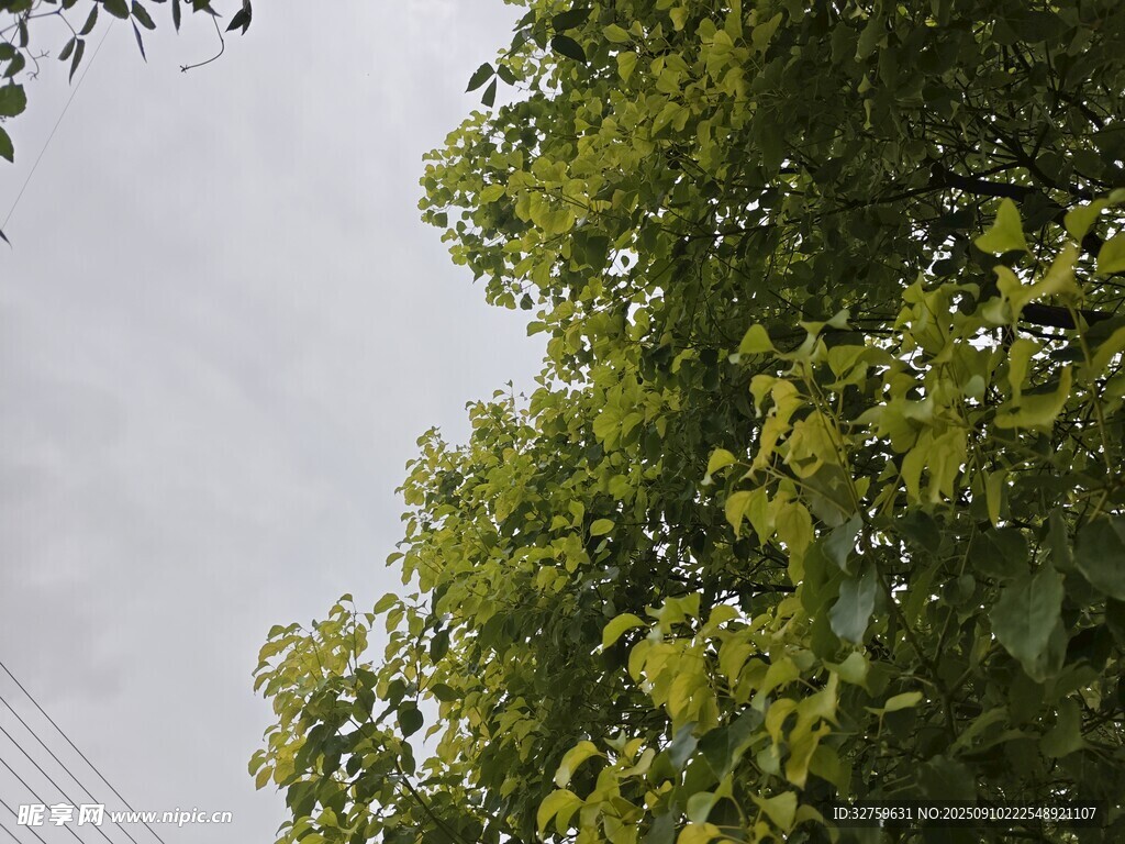 绿树映晴空