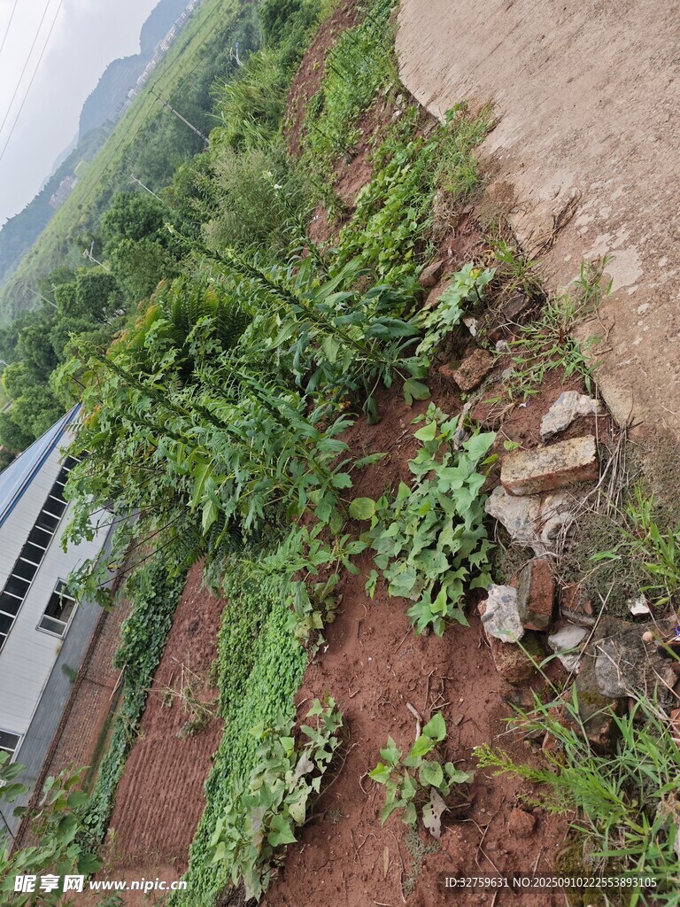 田园菜地景象