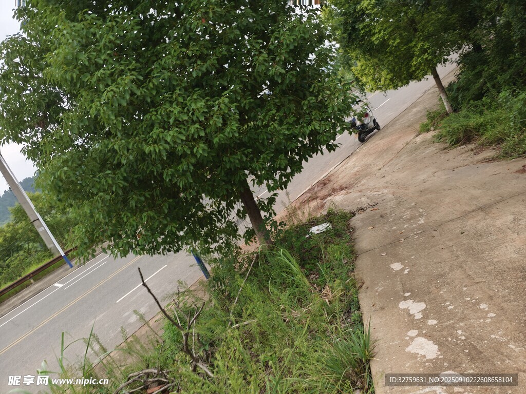 路边绿树与小径景象