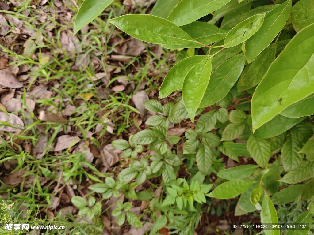地面繁茂绿植景象