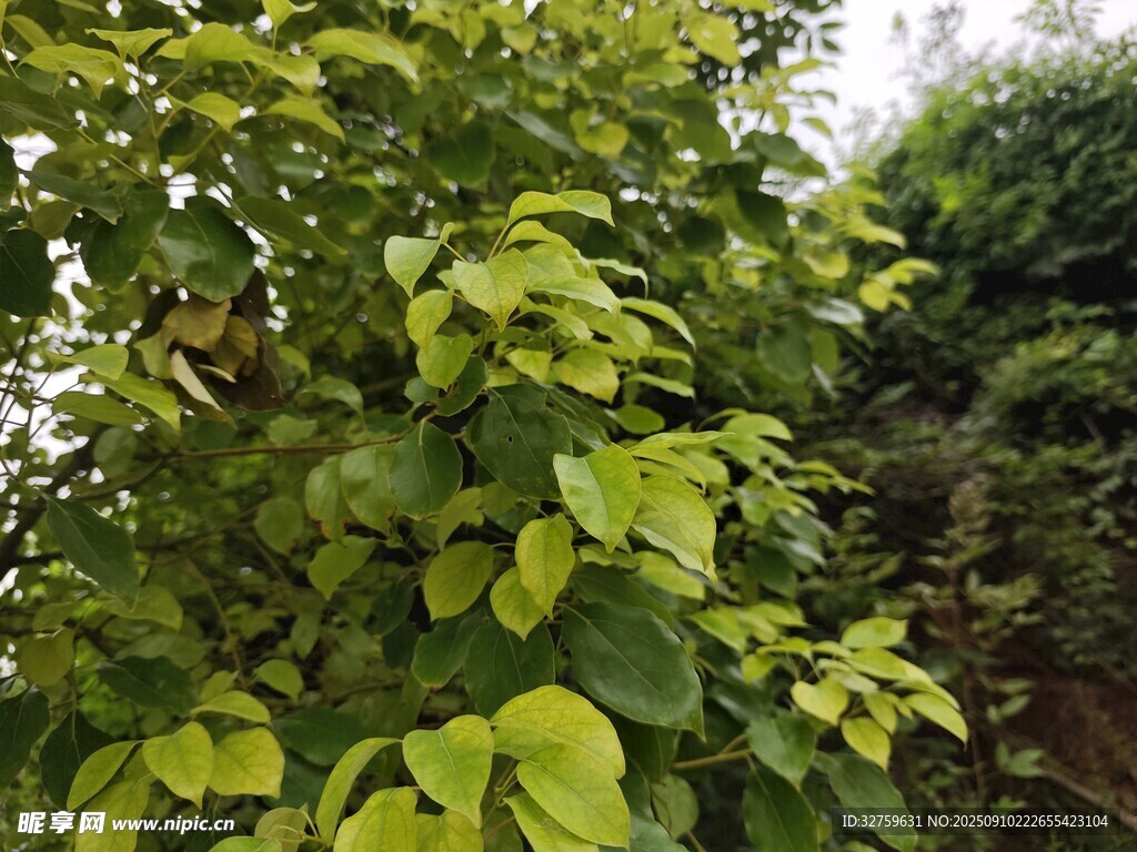 翠绿繁茂的树叶景观