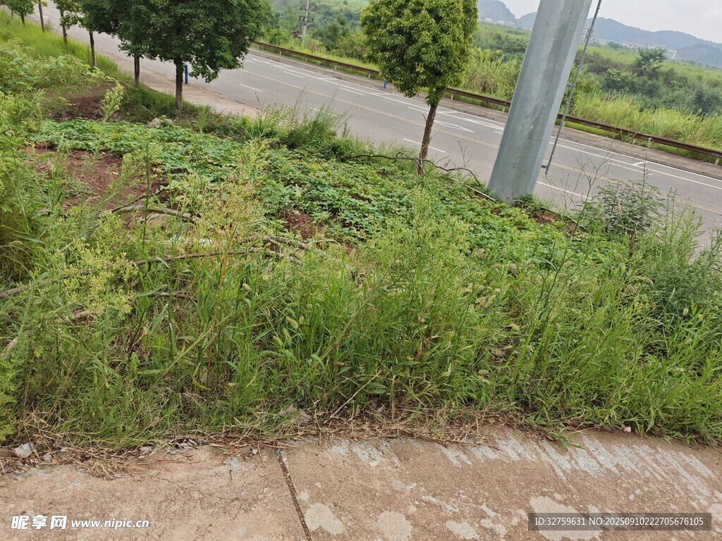 路边繁茂绿植景观