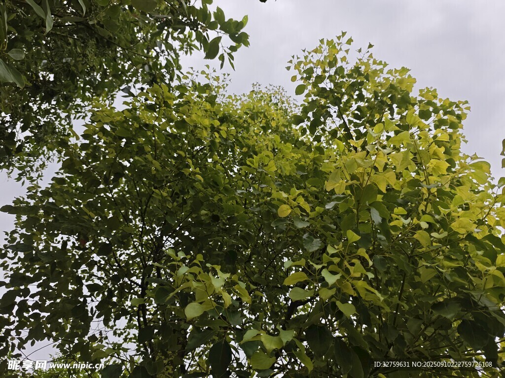 繁茂绿树 