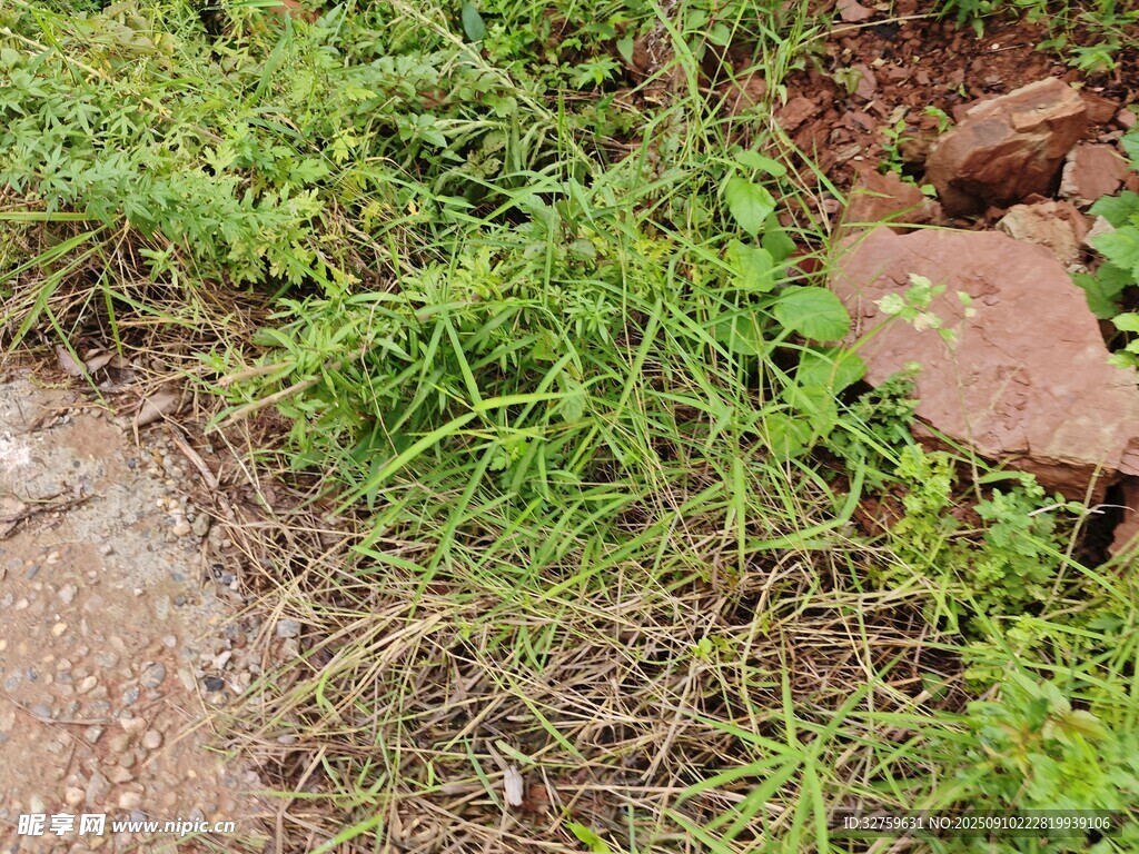 路边丛生的绿色野草