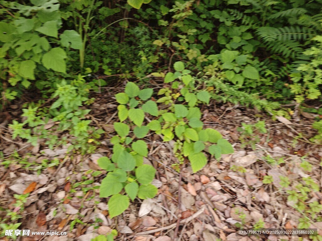 林间生长的嫩绿植物