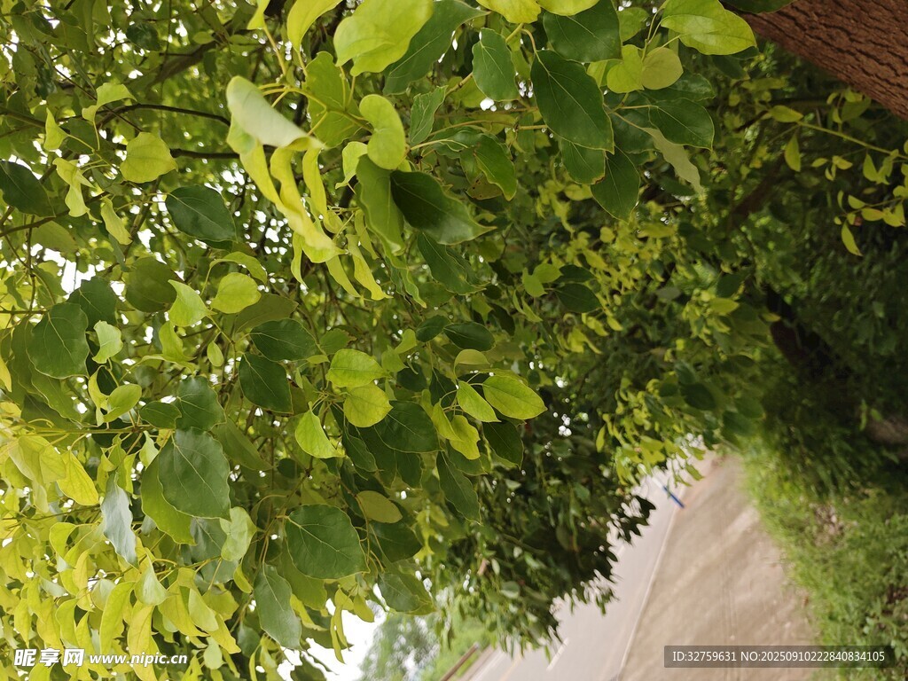 绿荫下的小径