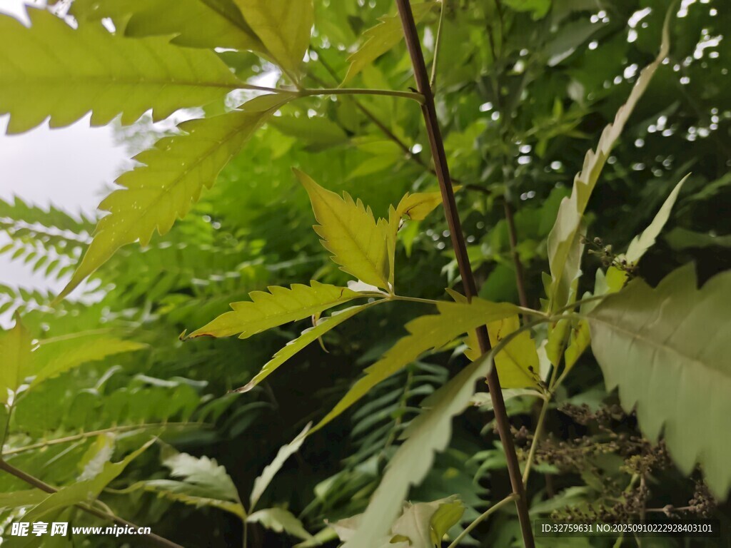 翠绿枝叶特写