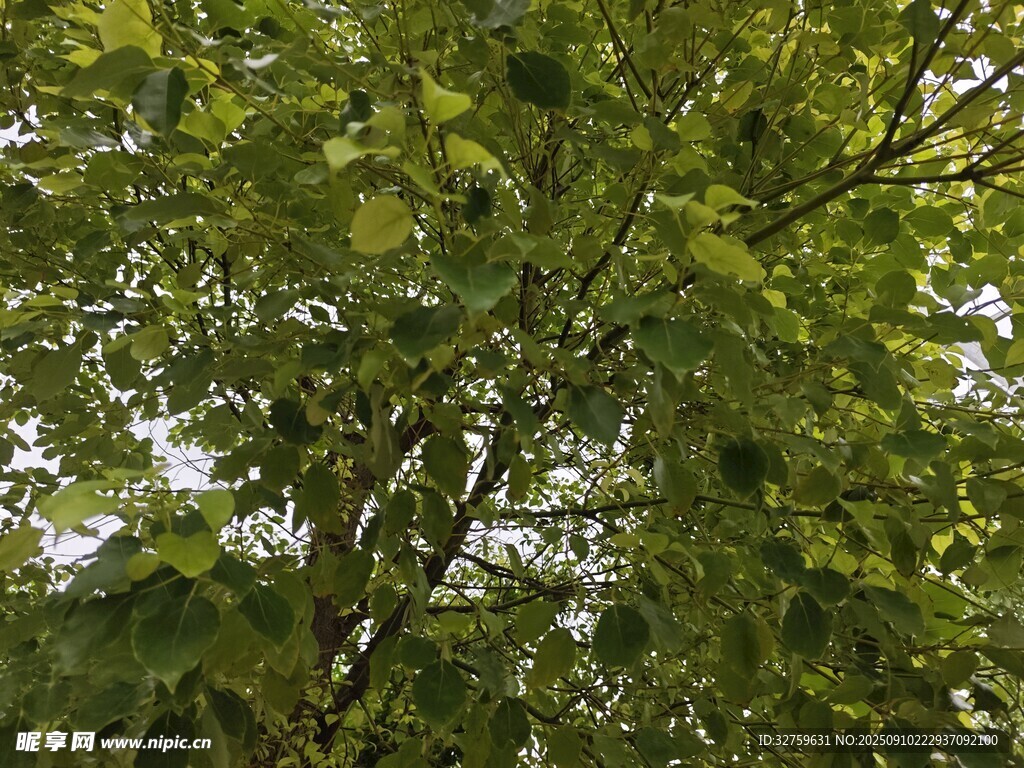 繁茂绿叶的树冠景象
