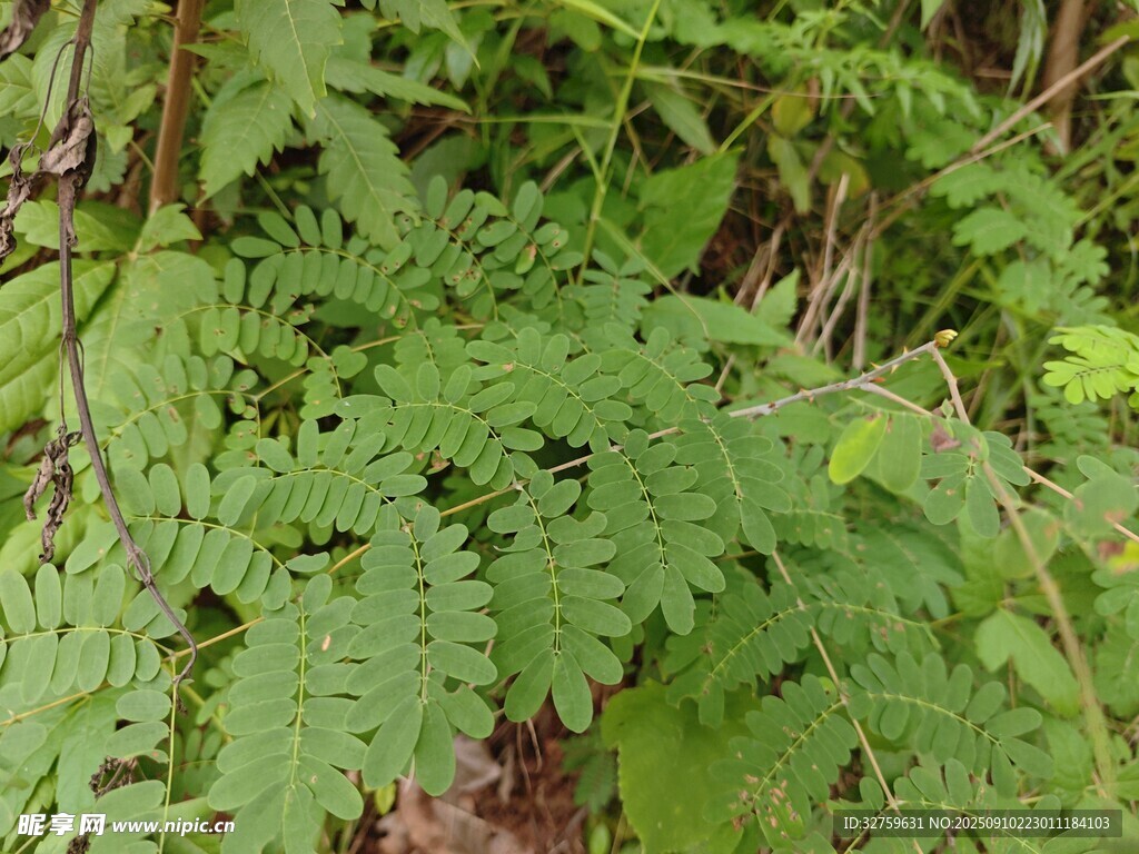 茂密蕨类植物绿意盎然
