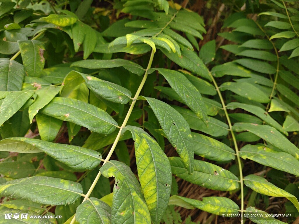 翠绿蕨类叶片特写
