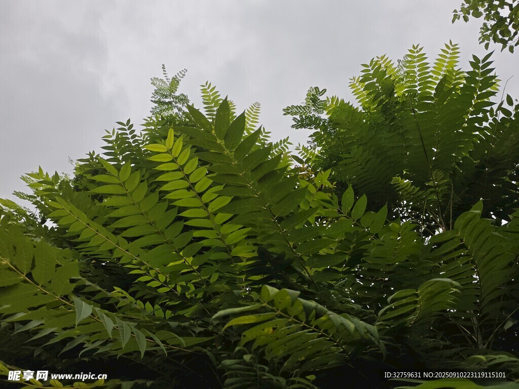 翠绿蕨类植物枝叶特写