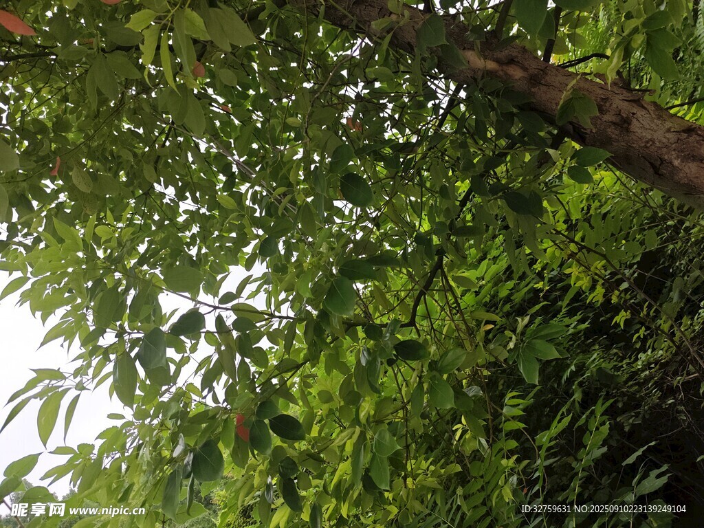 茂密树林中的繁茂枝叶