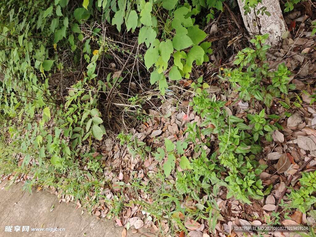 路边繁茂绿植与落叶