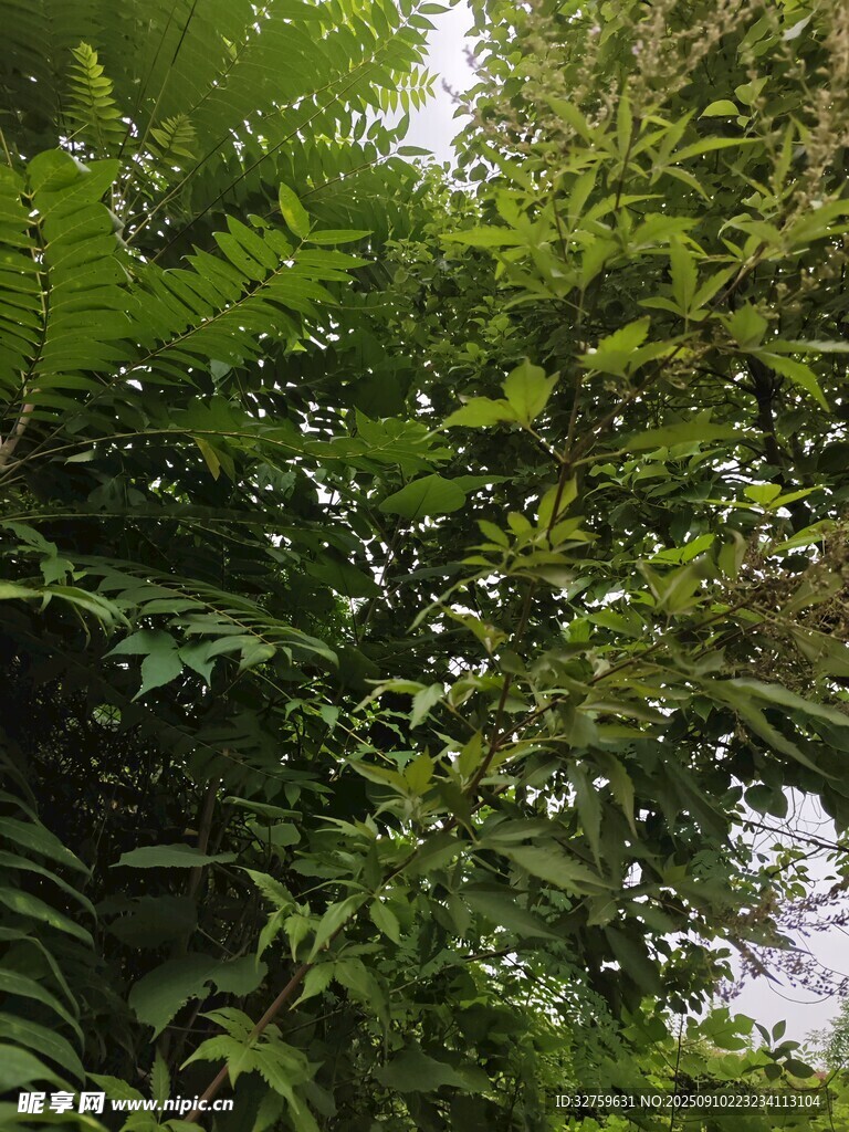 繁茂绿植 