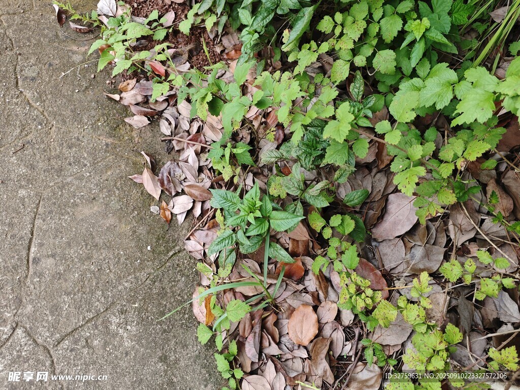 路边绿植与落叶景象