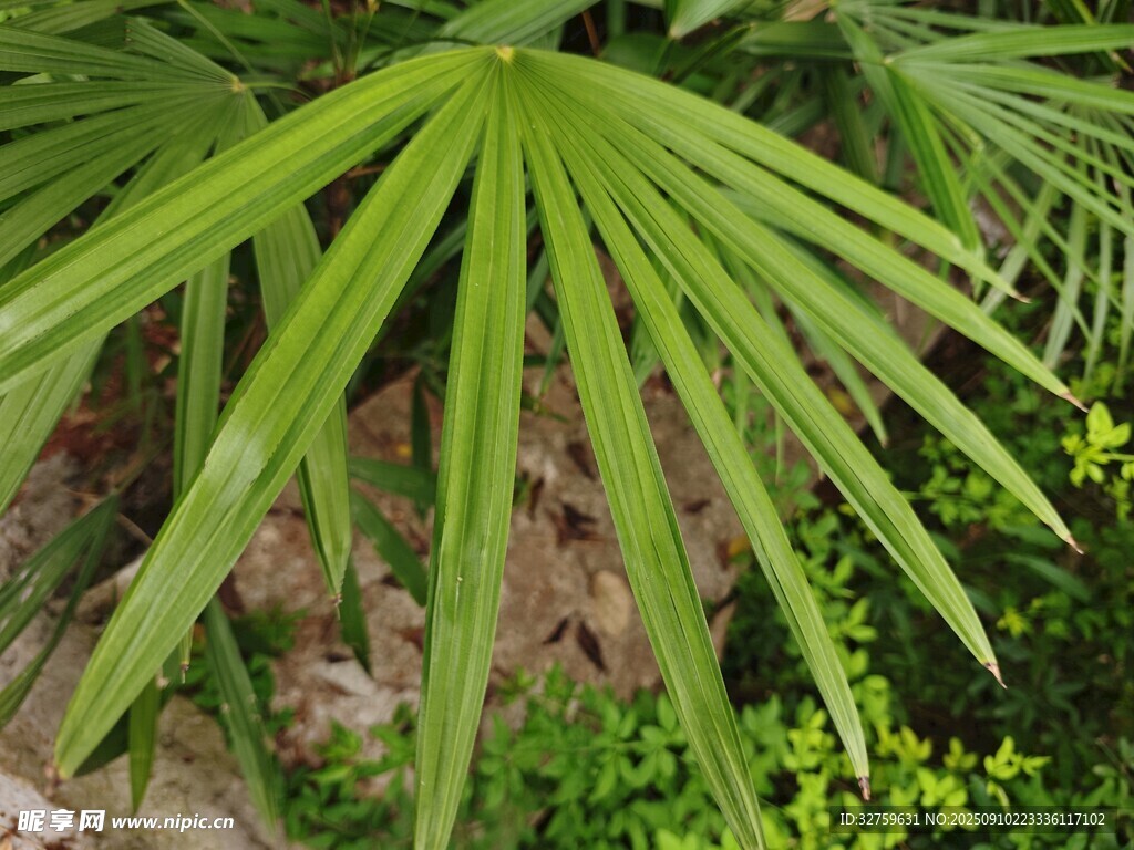 翠绿扇形叶片的热带植物