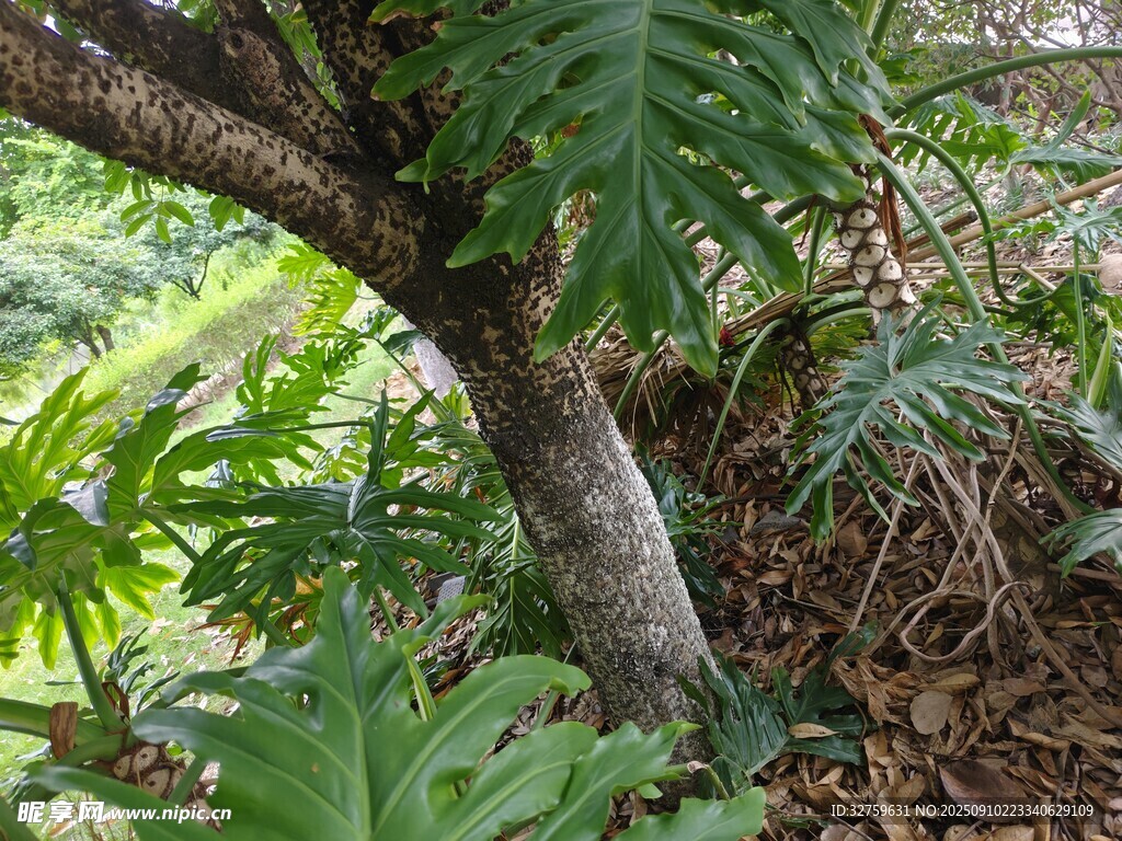 繁茂树下的热带植物景观