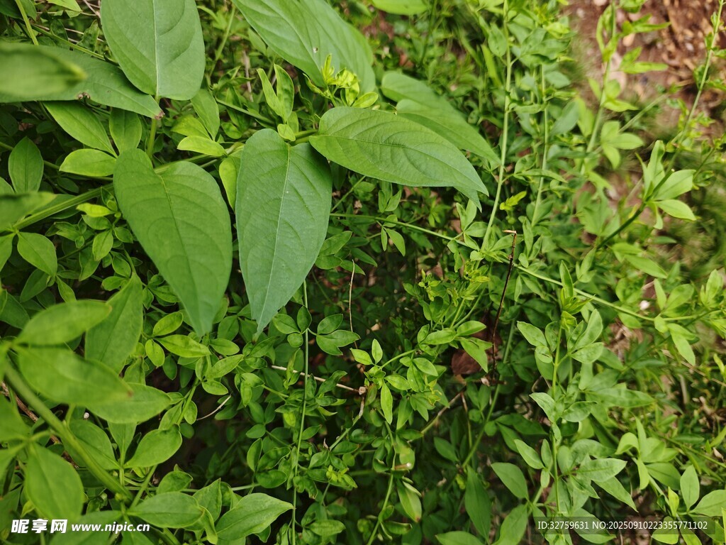 繁茂绿植