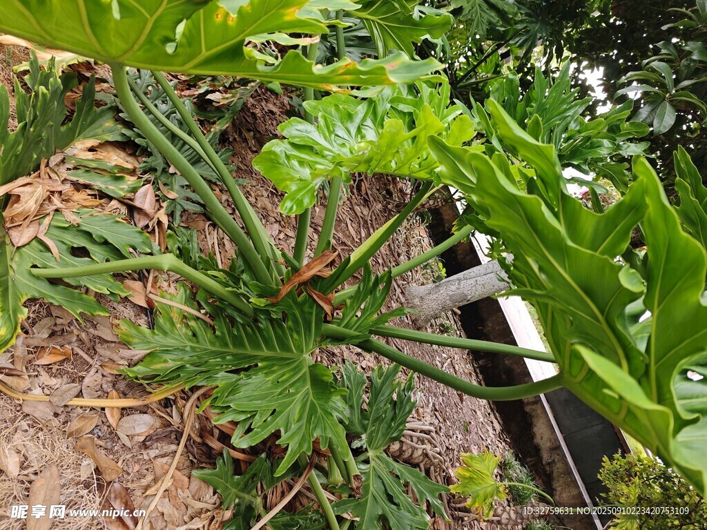 绿叶繁茂的大型植物