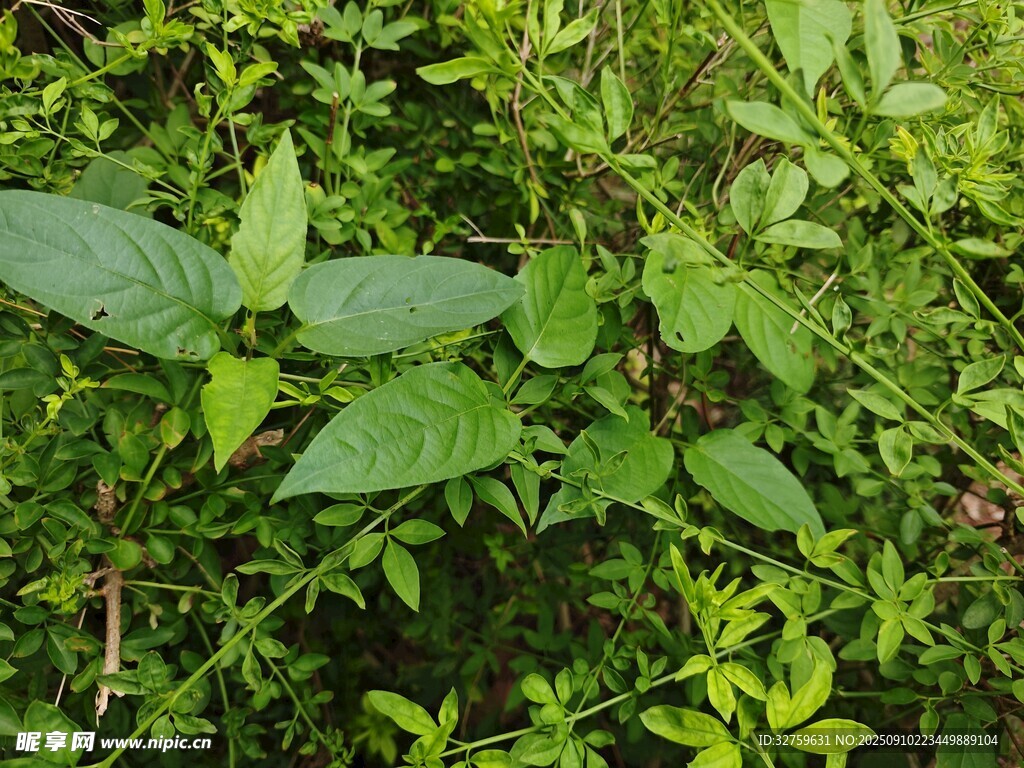 繁茂绿植景观