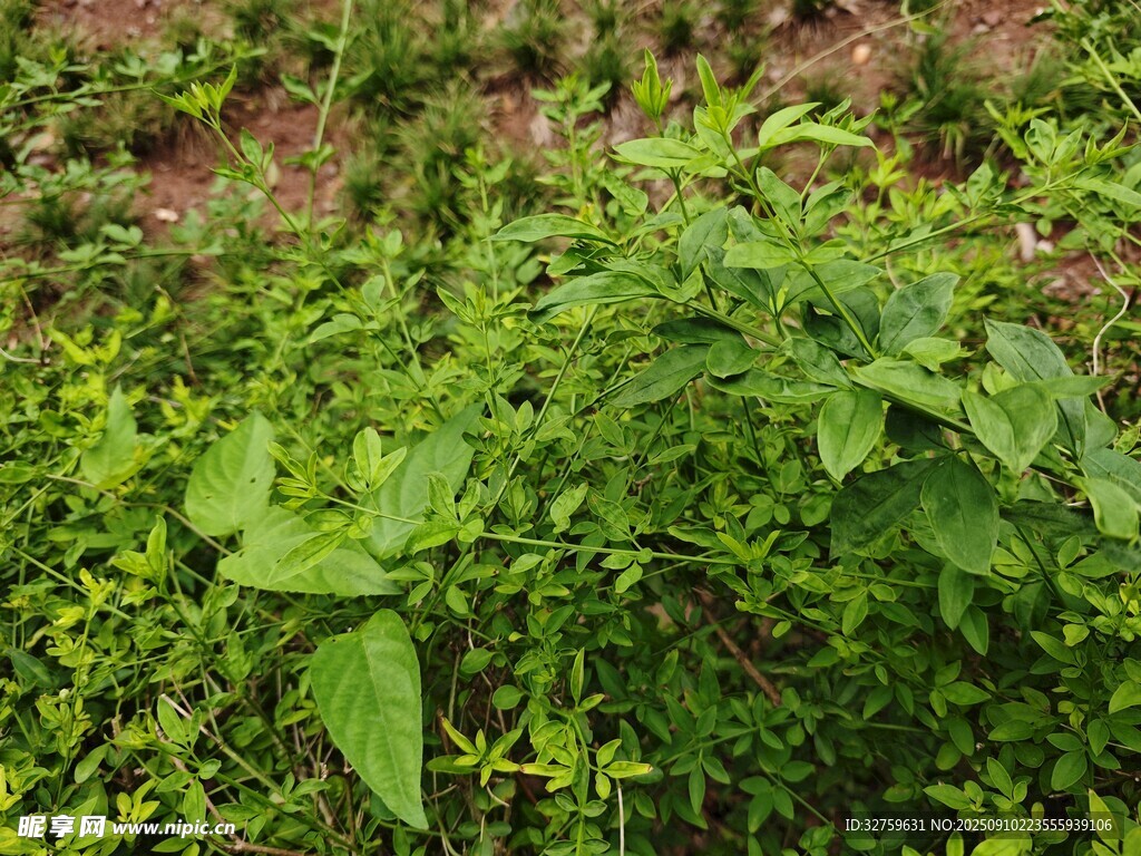 繁茂绿植景观