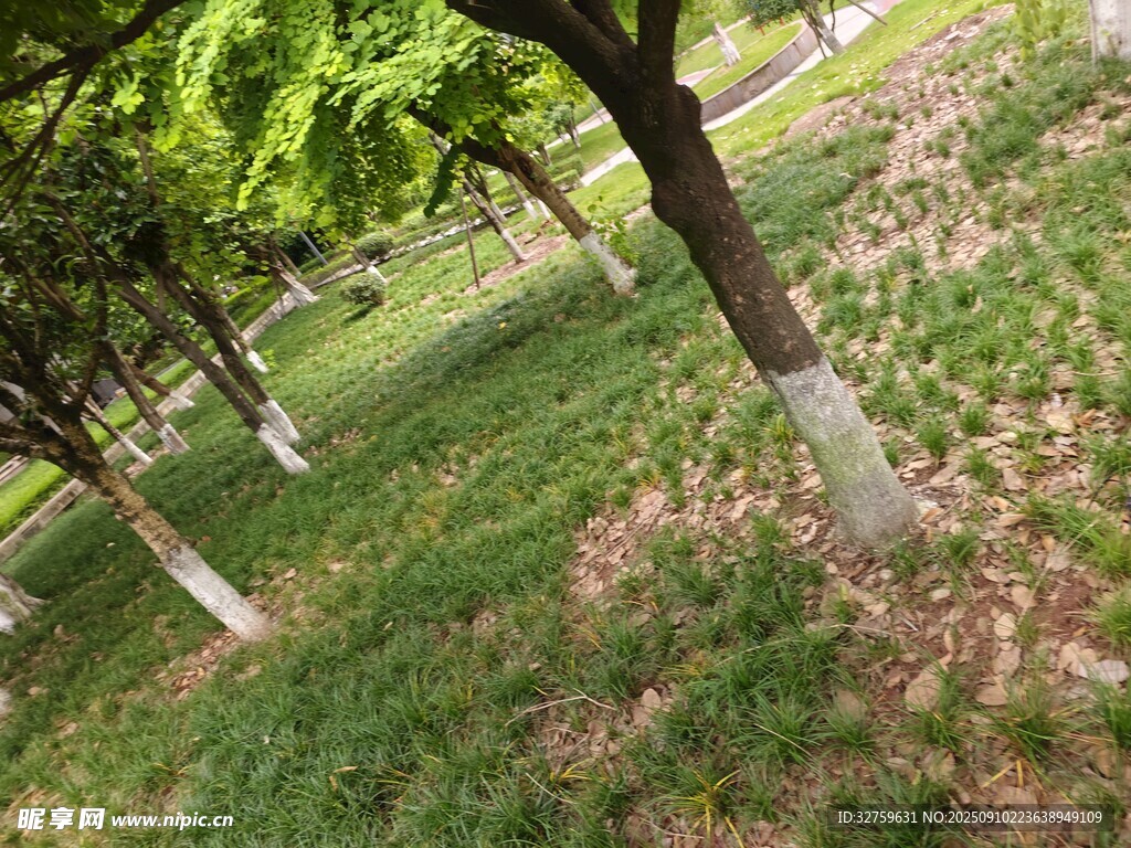 绿树成荫的户外草地景观