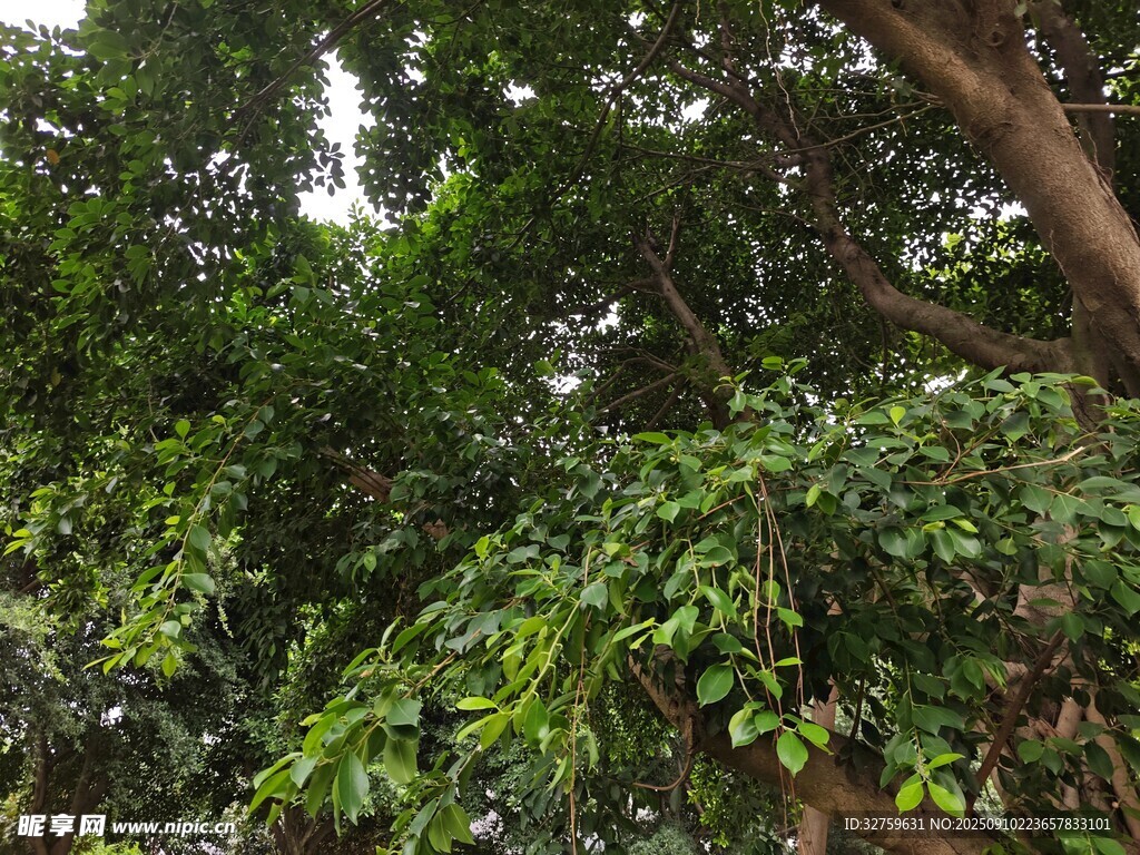 繁茂绿树 