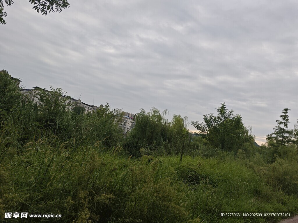 野外绿植与阴沉天空景象