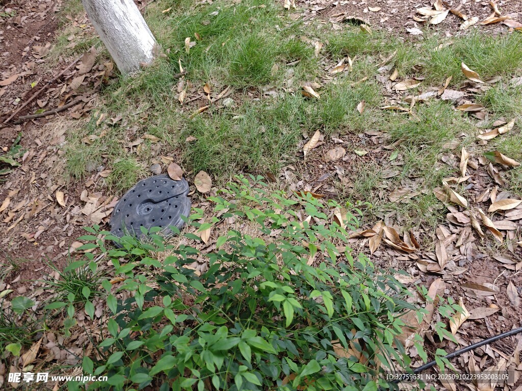 地面绿植旁的蓝色物体