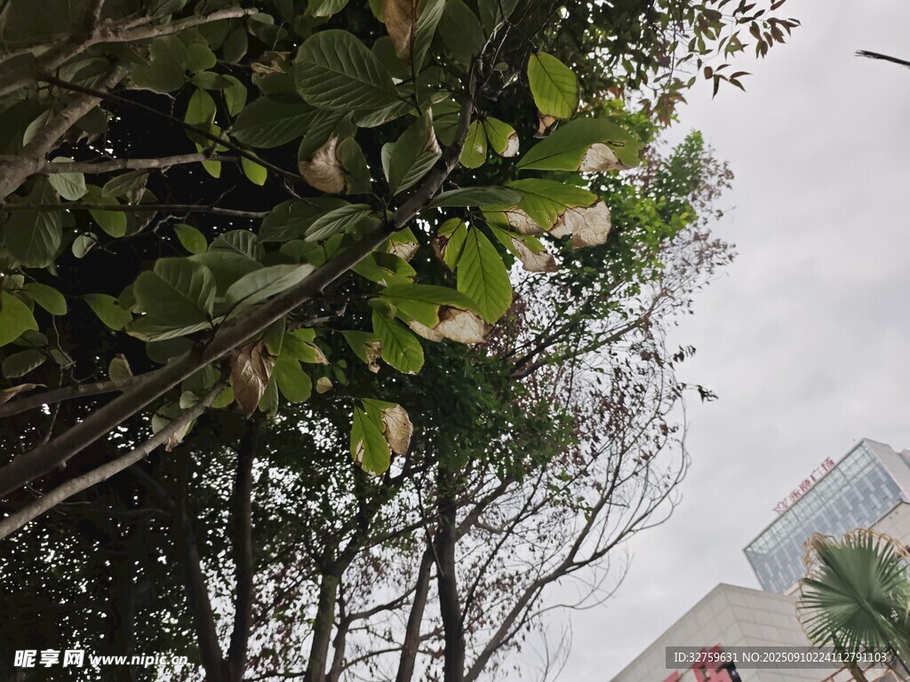 绿叶繁茂的树木景观