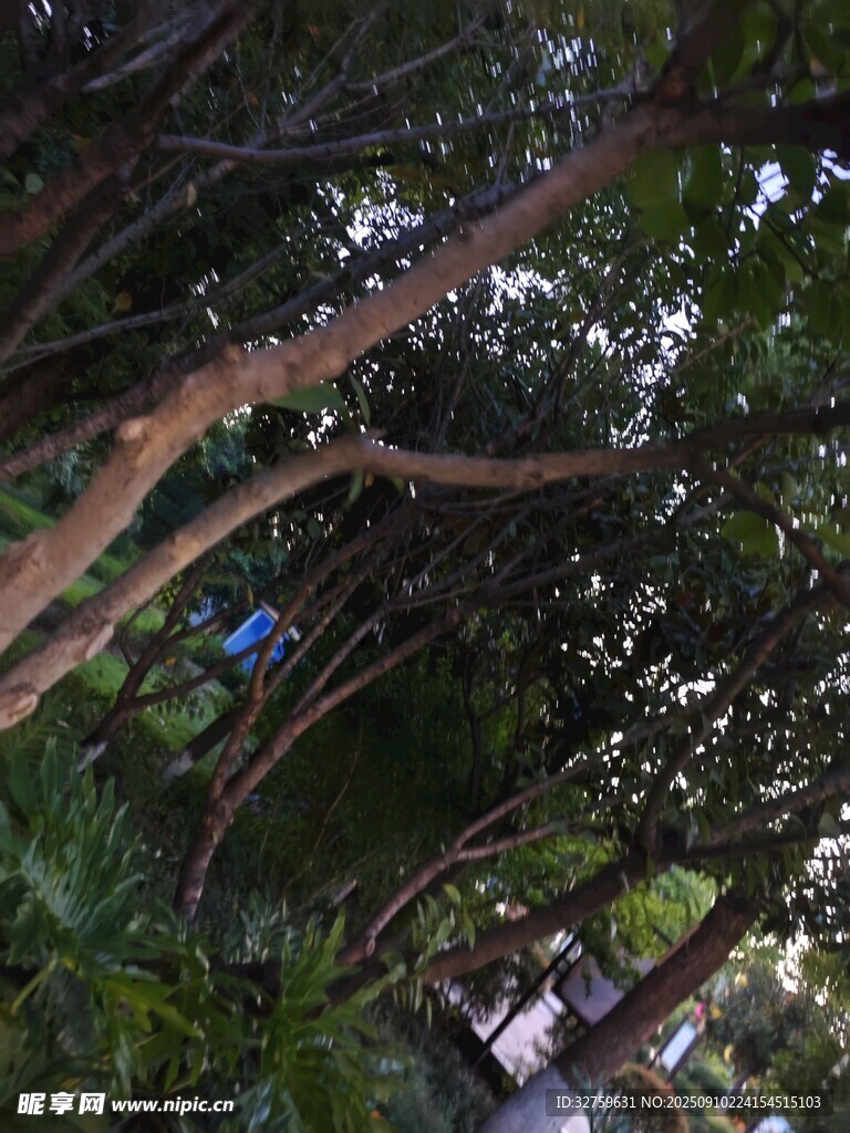 林间树梢下的静谧景象