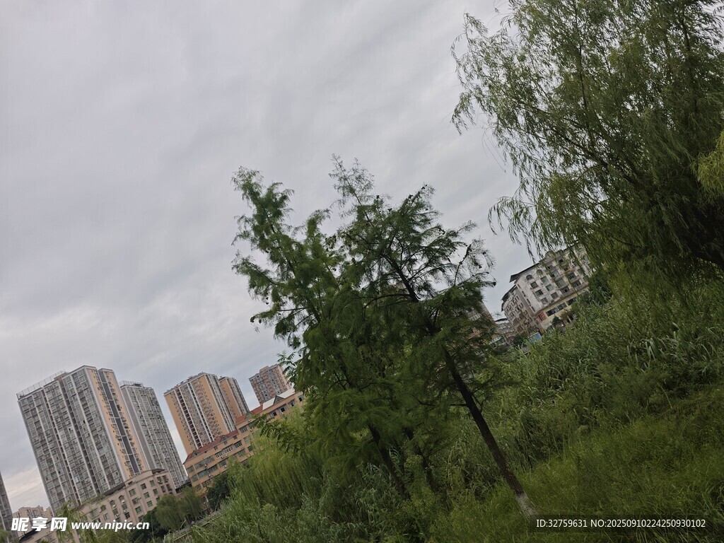 城市中的绿树与高楼景观