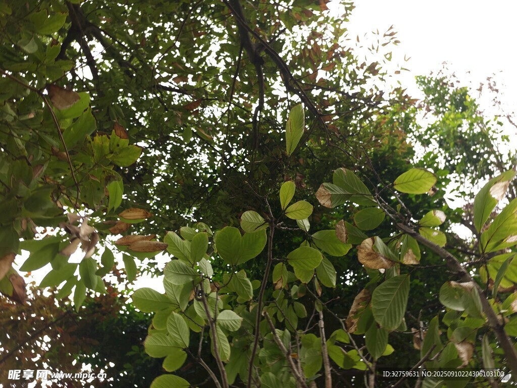 繁茂绿叶间的生机景象