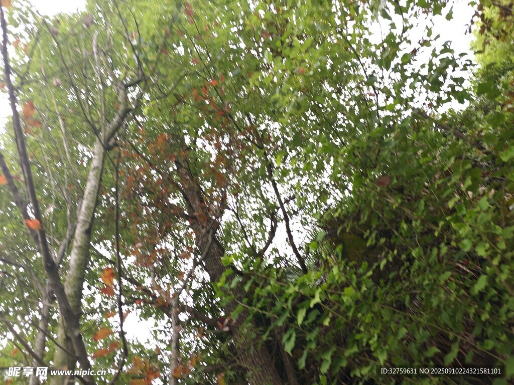 繁茂绿植 