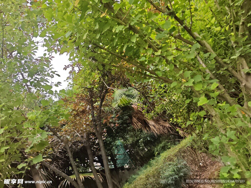 林间绿意盎然的自然景致