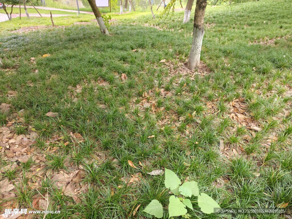 草地与树木的自然景致