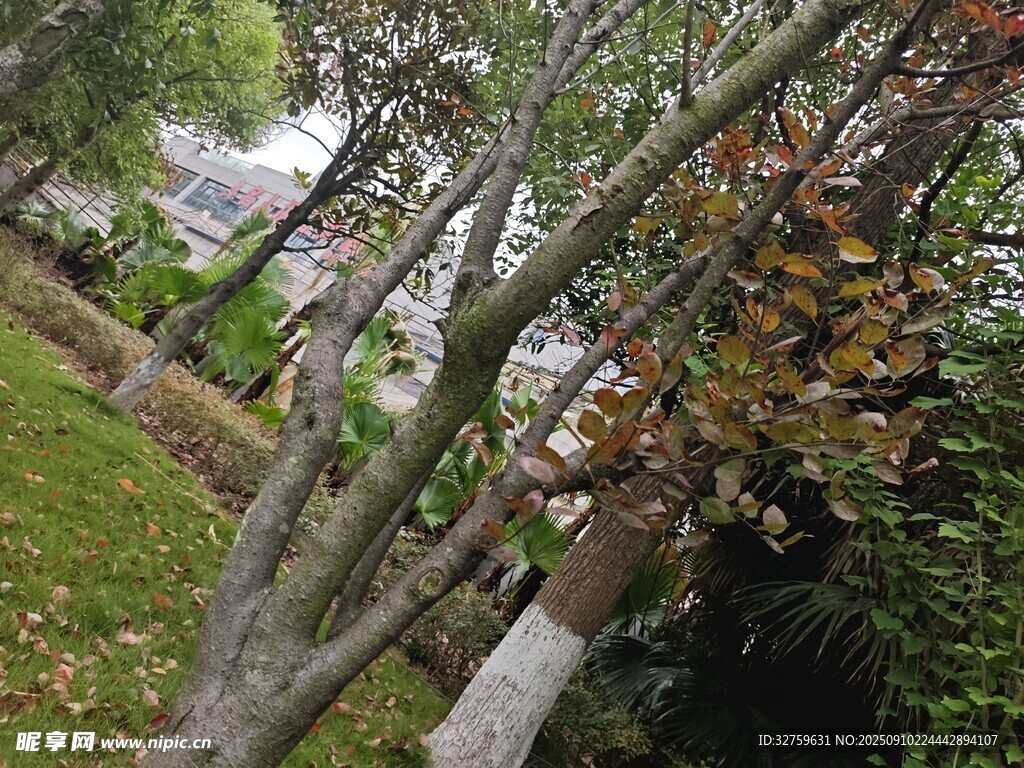 秋日园林树枝与绿植景观