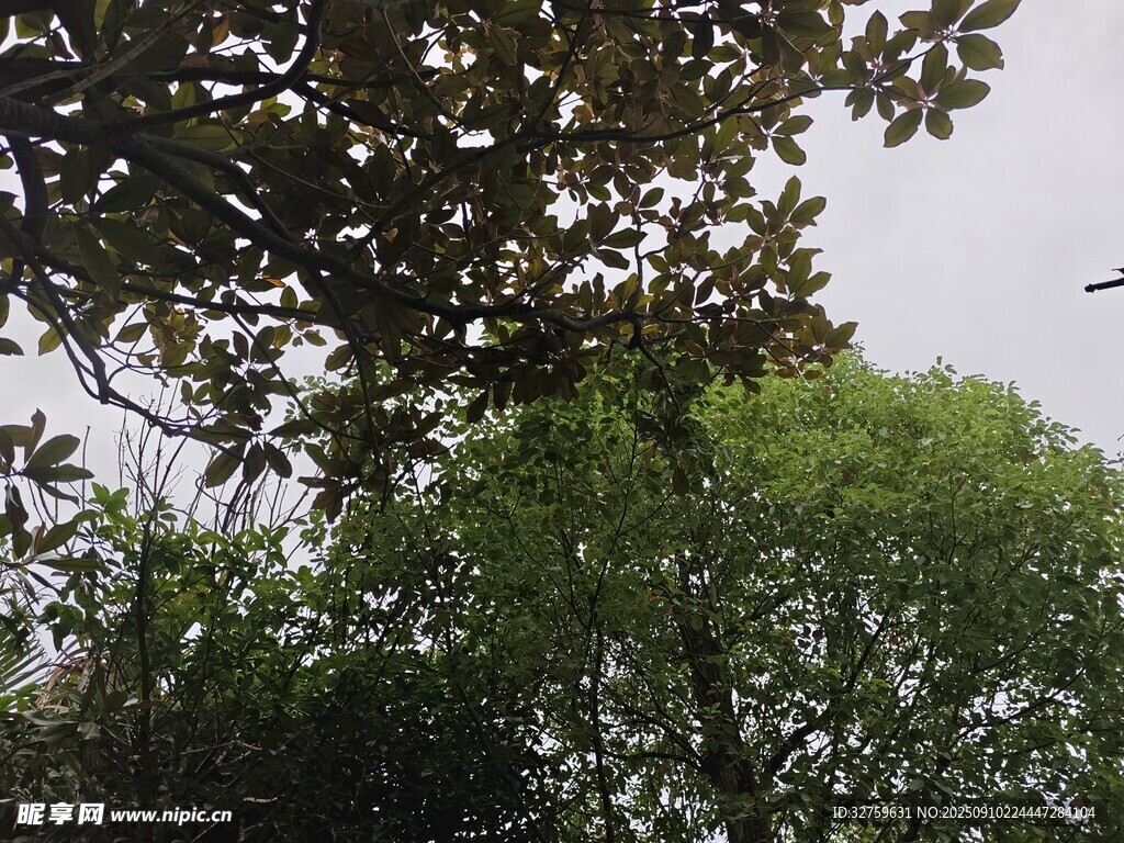 树梢间飞鸟