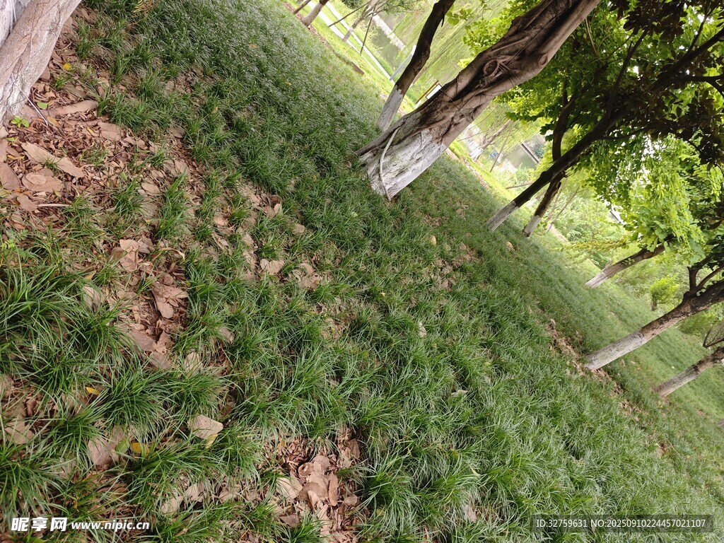 林间草地绿意盎然