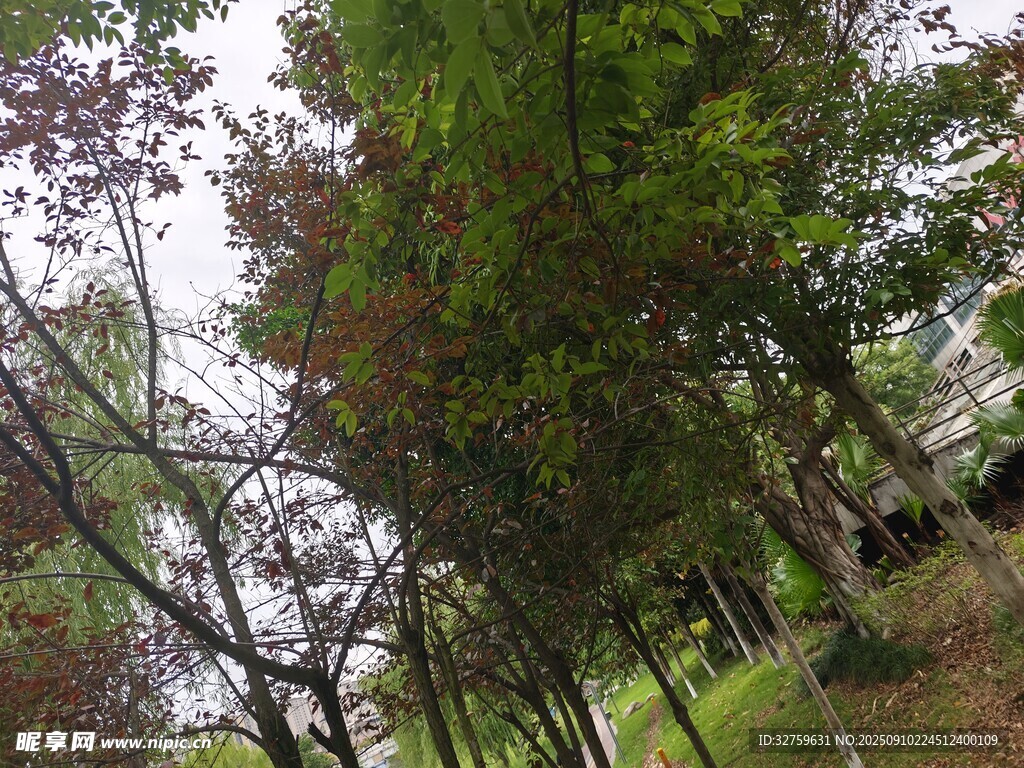 林间绿意盎然的树木景观