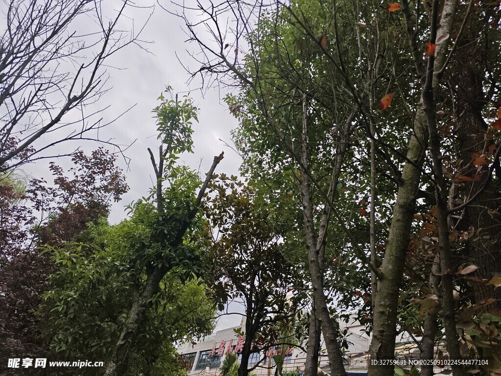 林间景色