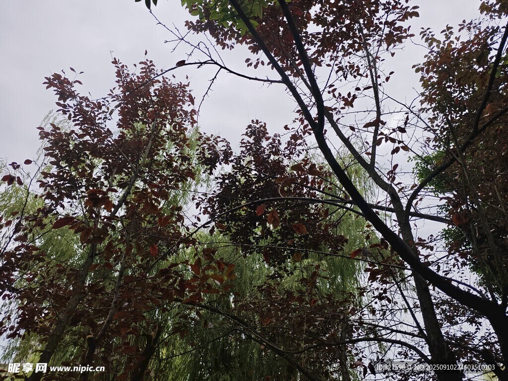 秋日多彩树木景观