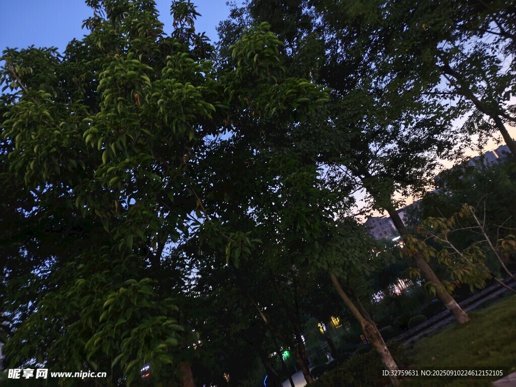 黄昏下的葱郁树林