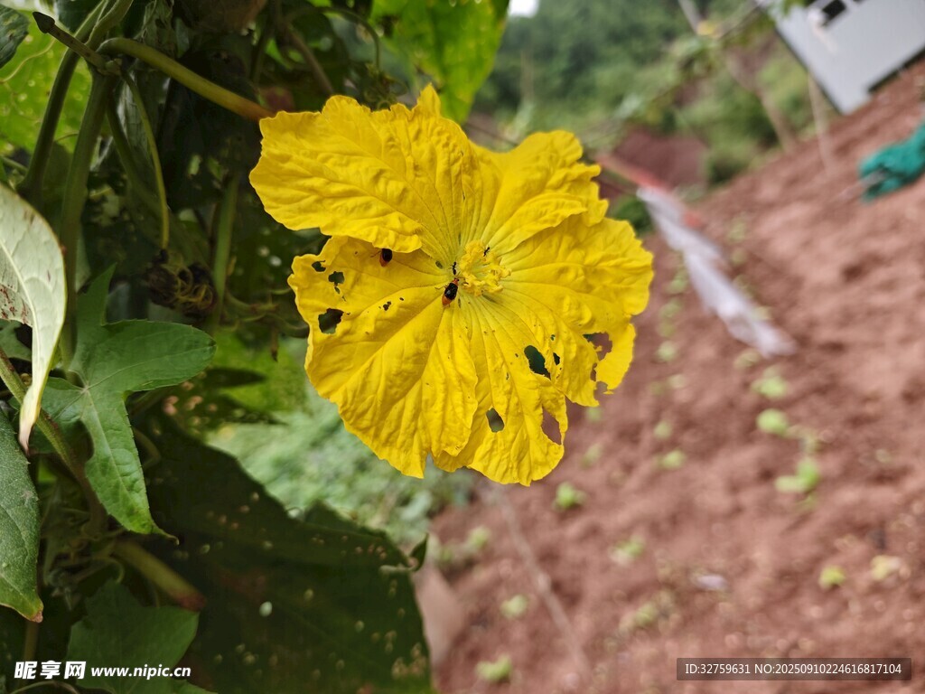 黄色丝瓜花特写