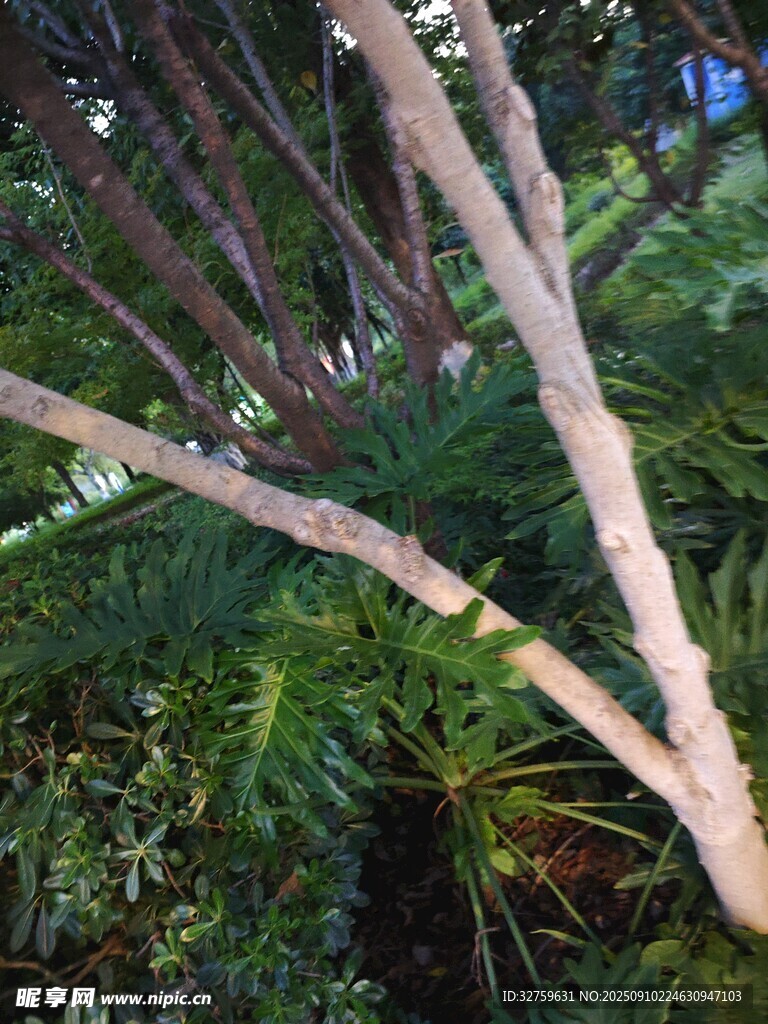 茂密绿植中的植物枝干