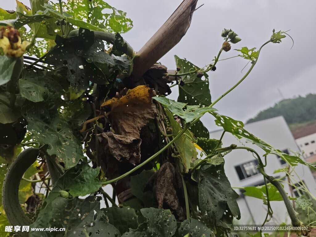 植物丛中的奇特装饰物件