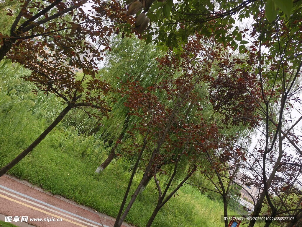林间小道旁的葱郁绿植