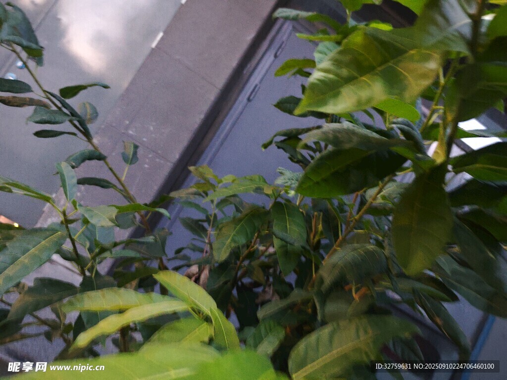 室内绿植景致